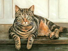 Cat Portrait - Julia Ciccone