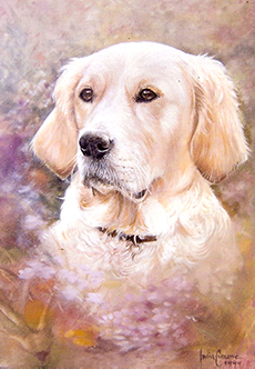 Dog Portrait - Julia Ciccone