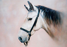 Horse Portrait - Julia Ciccone