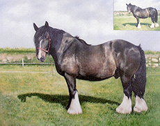 Horse Portrait - Julia Ciccone